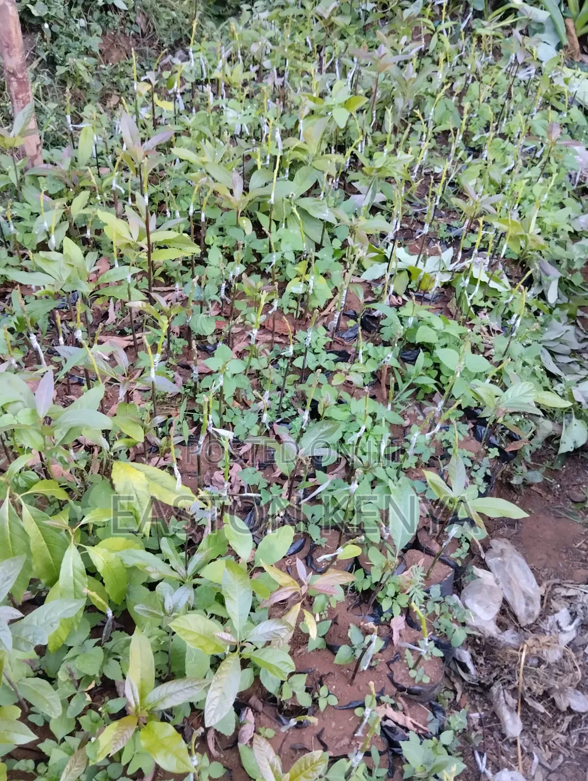 Hass Seedlings on Sale