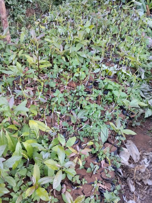 Hass Seedlings on Sale - thumbnail 4
