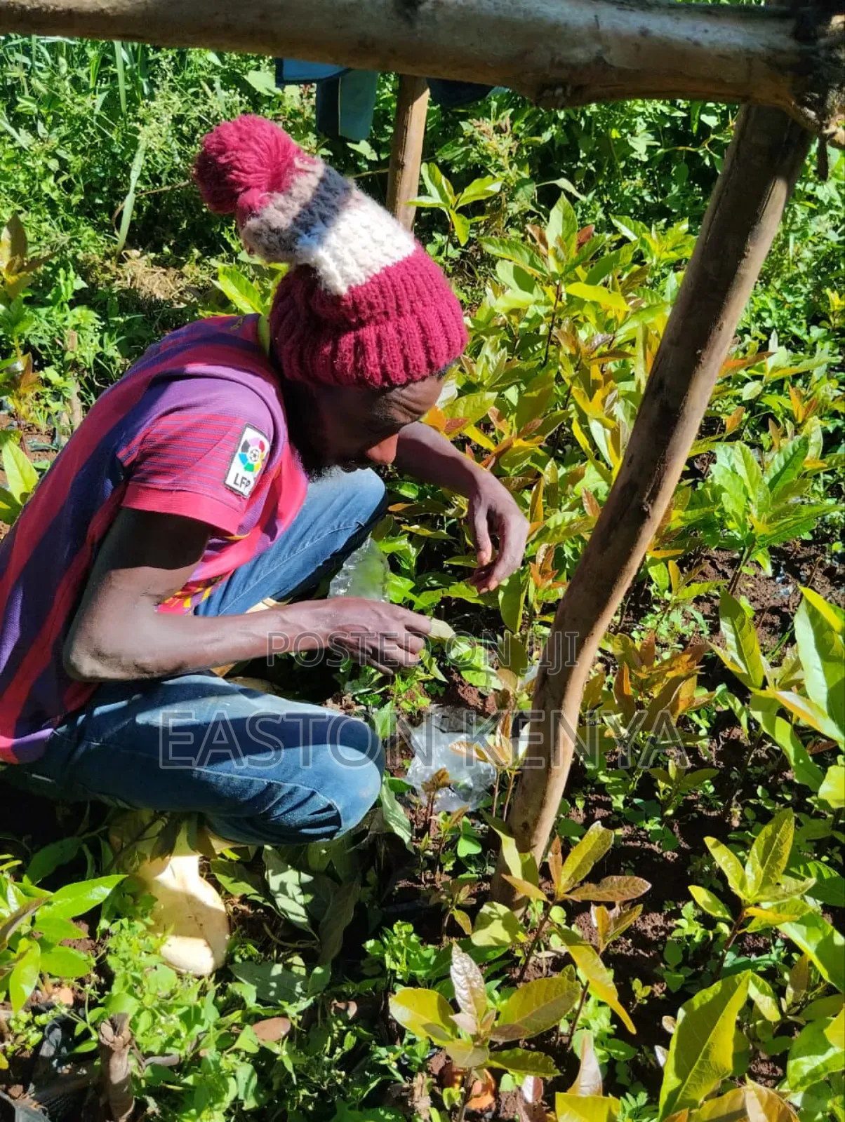 Hass Seedlings on Sale