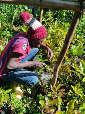 Hass Seedlings on Sale