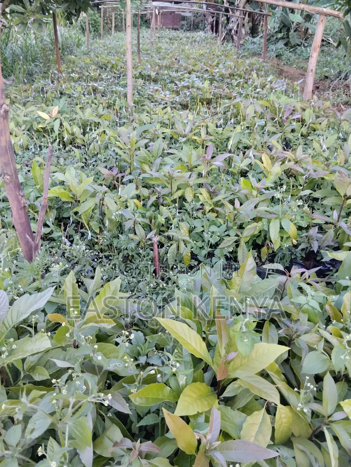 Hass Seedlings on Sale
