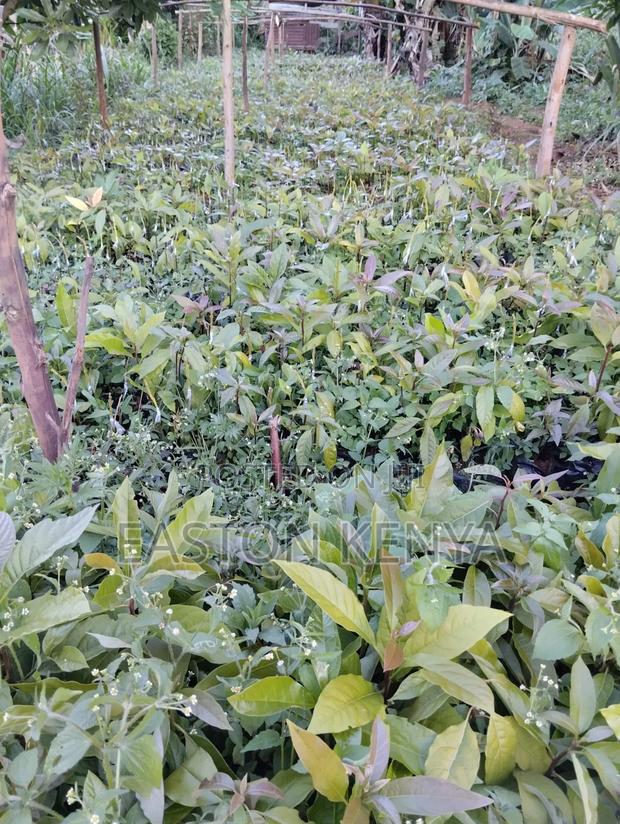 Hass Seedlings on Sale - thumbnail 6