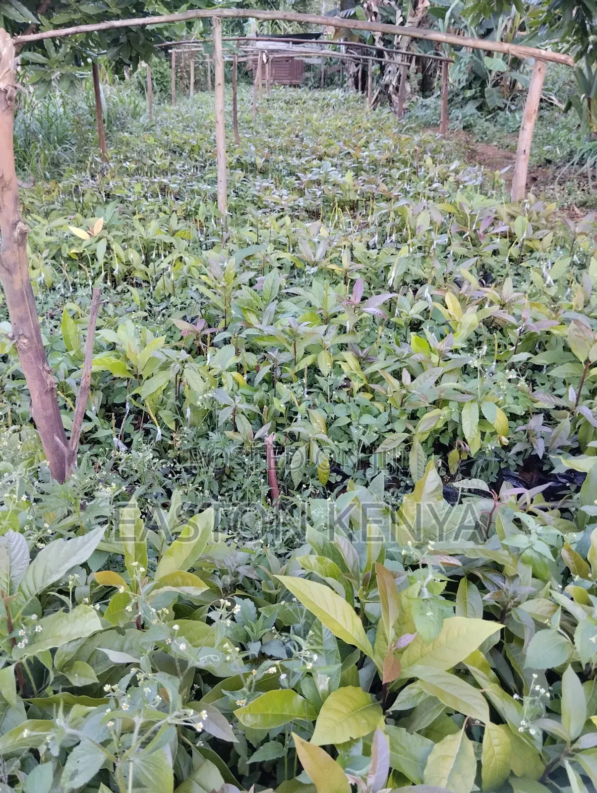 Hass Seedlings on Sale