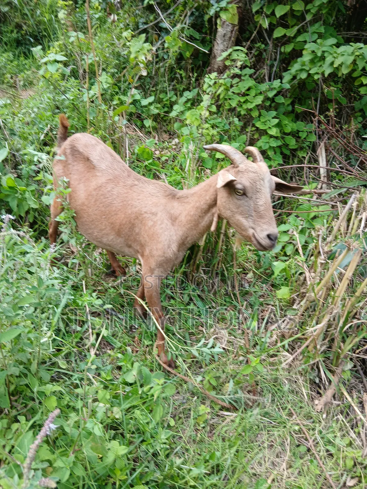 Dairy Goats