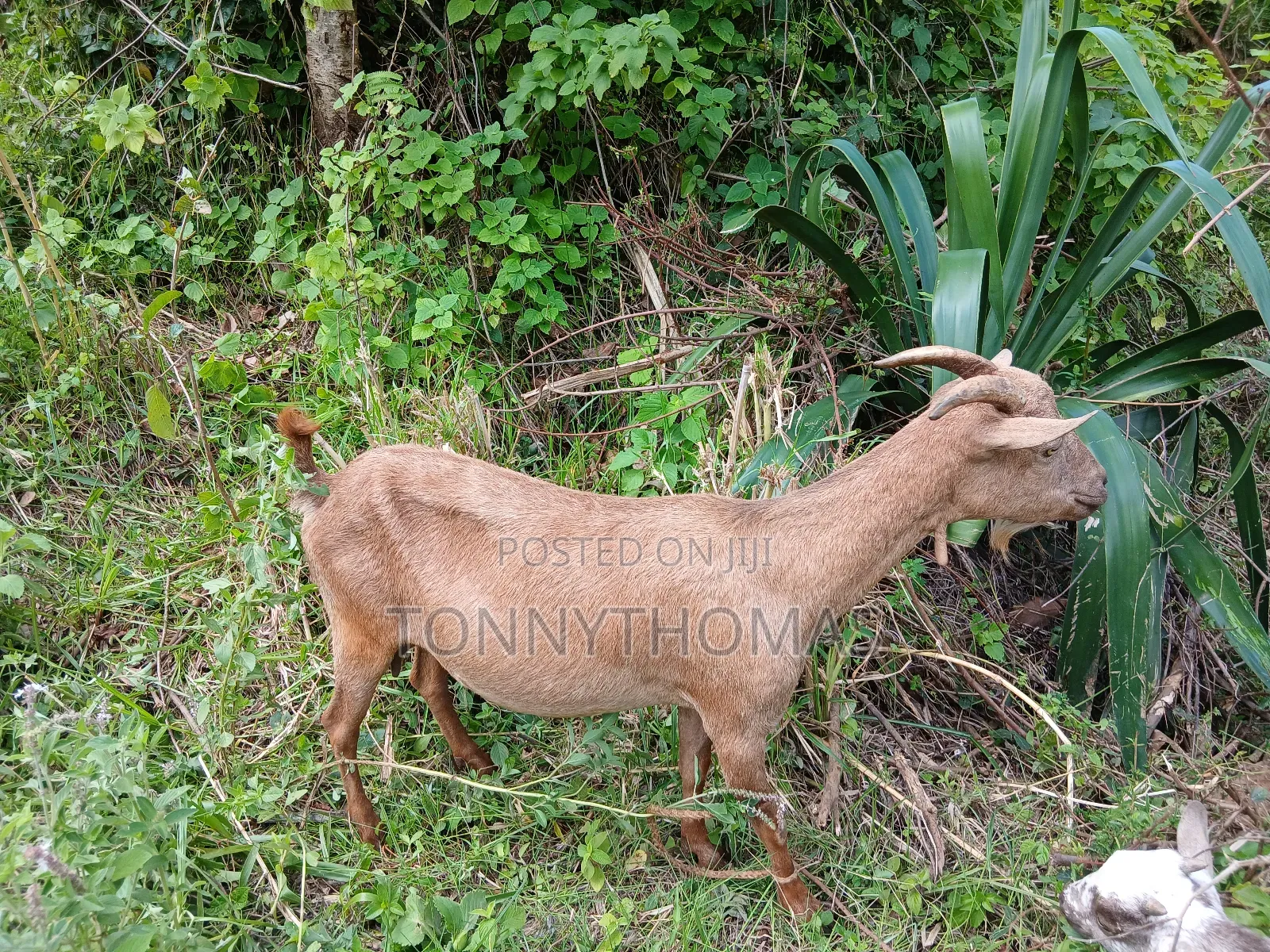 Dairy Goats