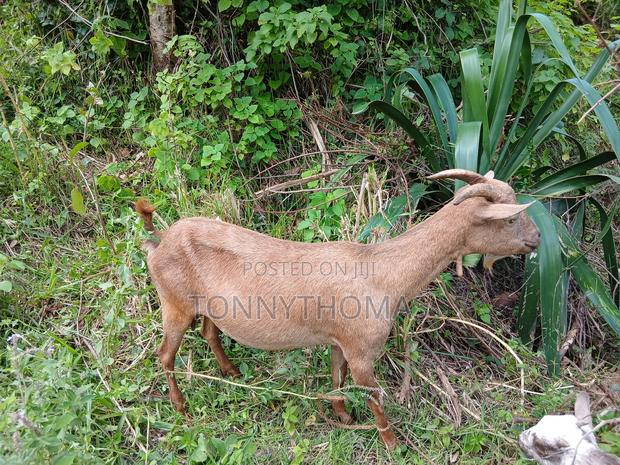 Dairy Goats - main view