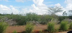 0.5 Acre Plots at Tatu City