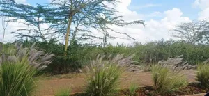 Kijani Plots at Tatu City