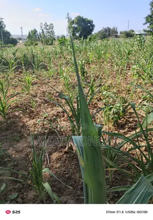 Plots for Sale