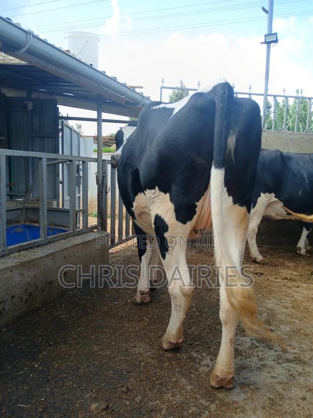 Super Freshian Heifer - thumbnail 2