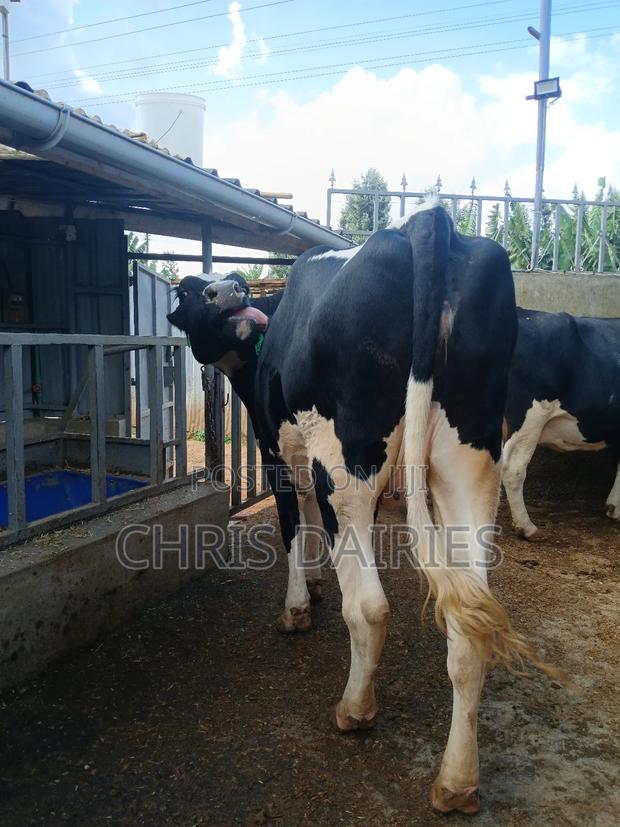 Super Freshian Heifer - thumbnail 3