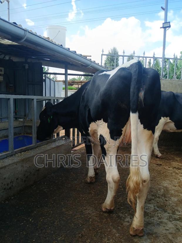 Super Freshian Heifer - main view