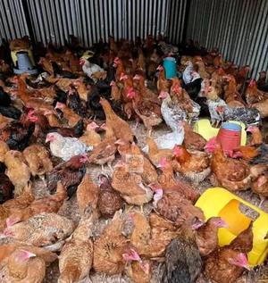 Day Old Chicks - thumbnail 2