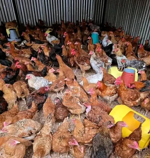 Day Old Chicks - main view