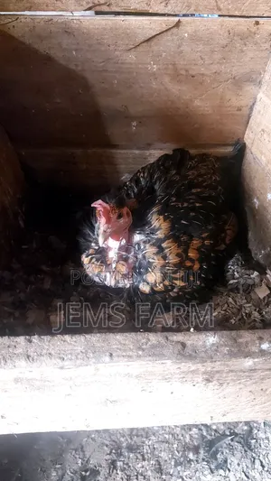 Broody Chicken for Incubation Purposes