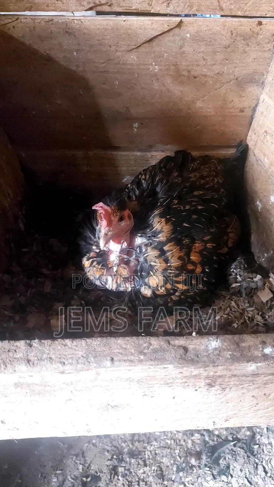 Broody Chicken for Incubation Purposes