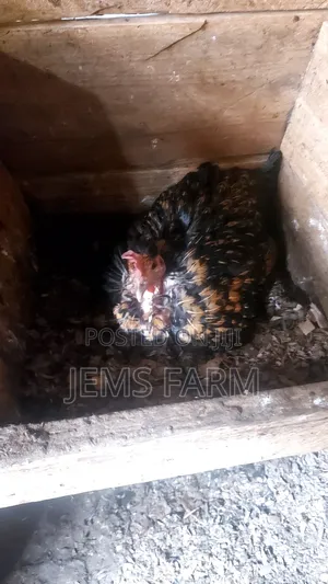 Broody Chicken for Incubation Purposes