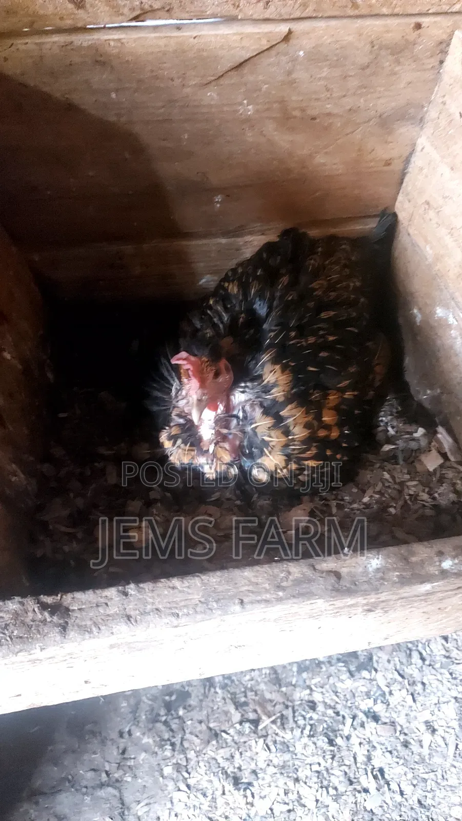 Broody Chicken for Incubation Purposes