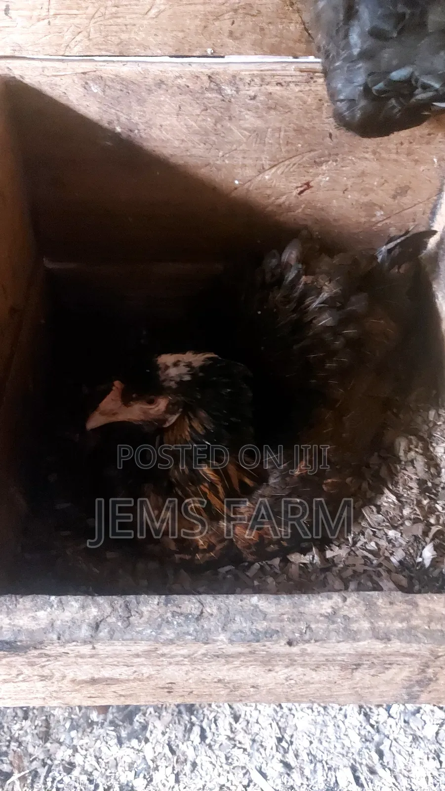 Broody Chicken for Incubation Purposes