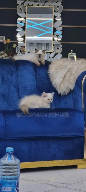 1-3 months Male Purebred Ragdoll - thumbnail 2