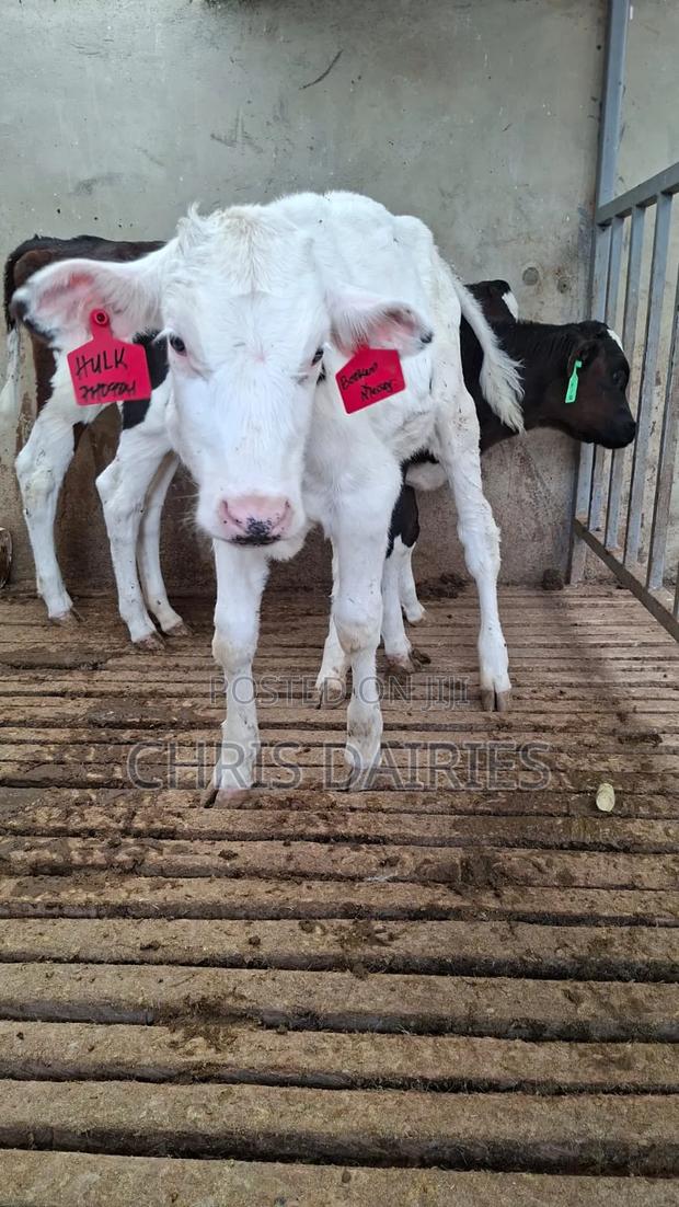 3rd Gen.Young Stock. - main view