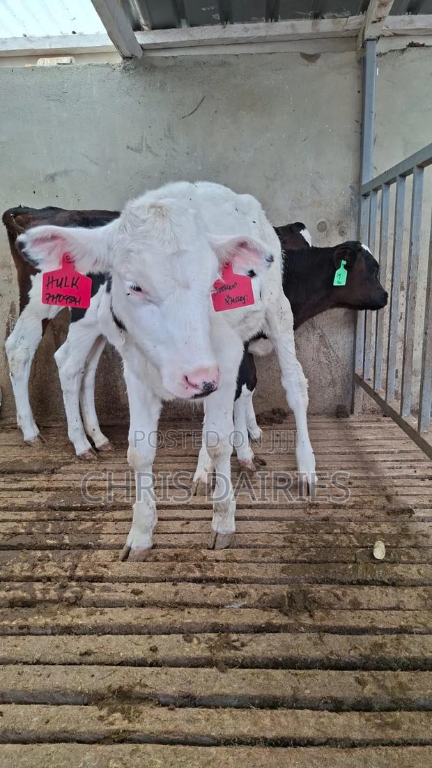 3rd Gen.Young Stock. - thumbnail 3