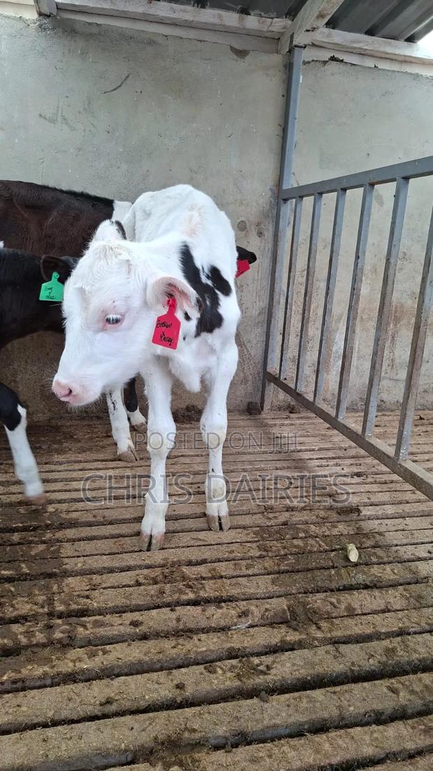 3rd Gen.Young Stock. - thumbnail 4