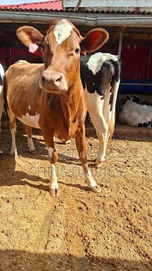 Ayrshire Incalf Heifer - thumbnail 2