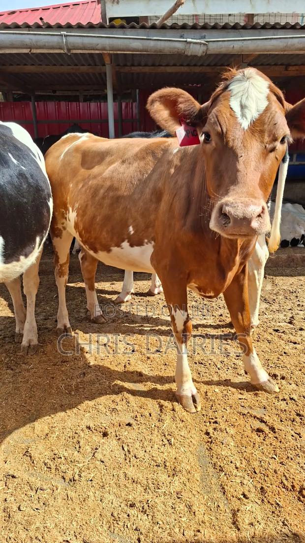 Ayrshire Incalf Heifer - thumbnail 3