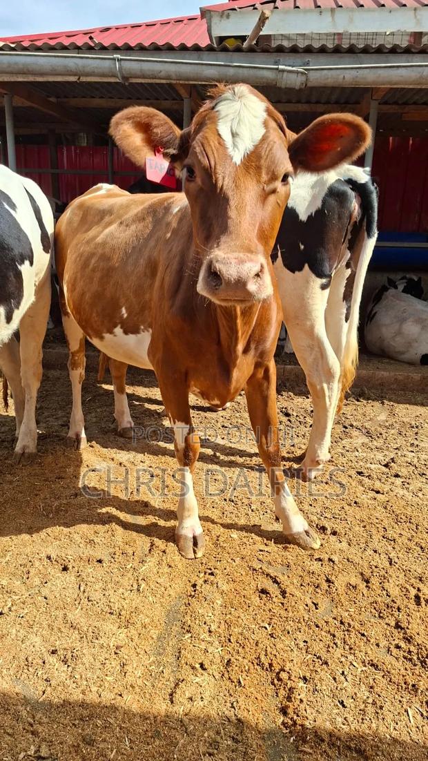 Ayrshire Incalf Heifer - thumbnail 4