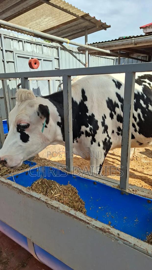 Super Breed .Incalf Heifer - thumbnail 3