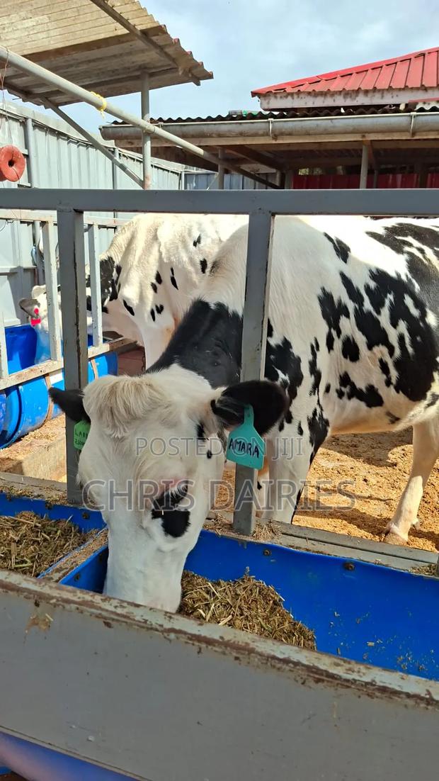 Super Breed .Incalf Heifer - thumbnail 4