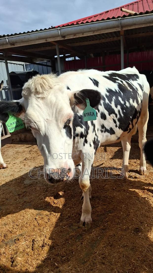 Super Breed .Incalf Heifer - thumbnail 5