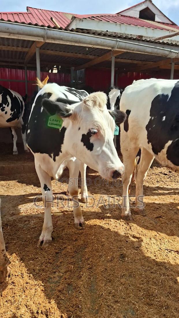 Super Breed .Incalf Heifer - main view