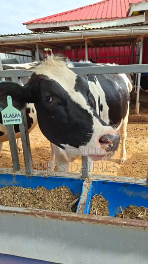 Freshian Heifer. Incalf. - thumbnail 2