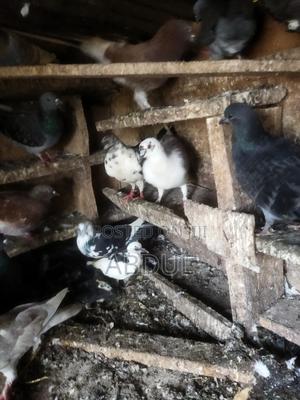 Selling Doves - thumbnail 2