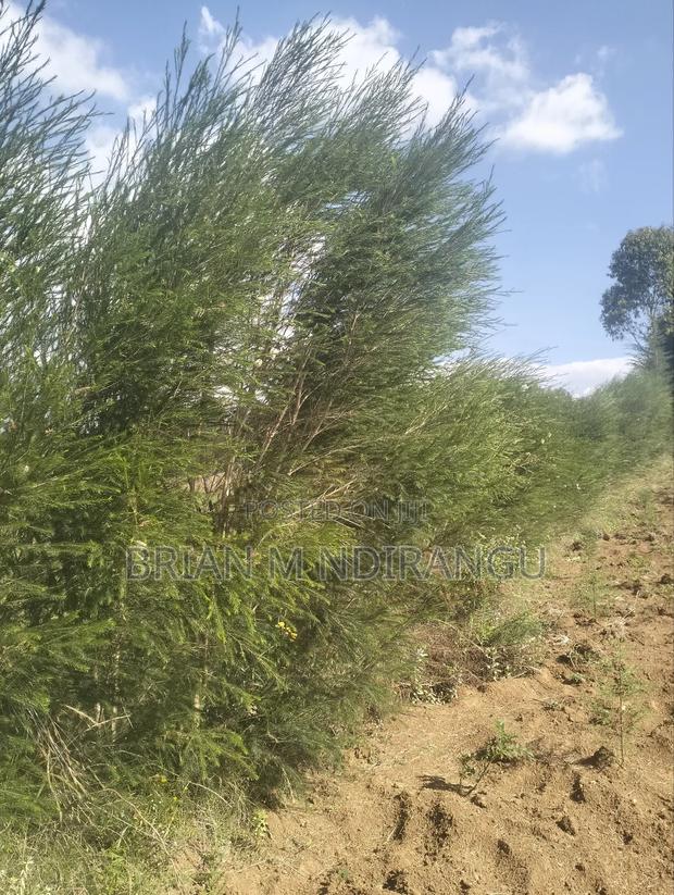 50 by 100 Prime Plot for Sale at Leshau - thumbnail 5