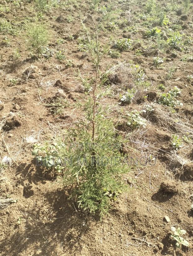 50 by 100 Prime Plot for Sale at Leshau - thumbnail 6