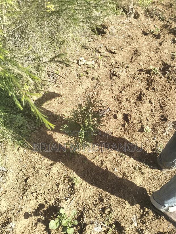 50 by 100 Prime Plot for Sale at Leshau - thumbnail 7