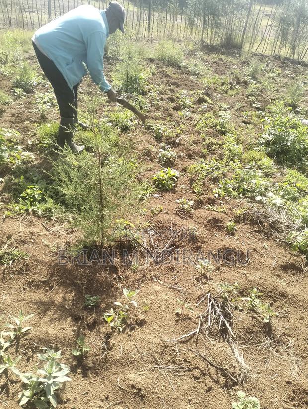 50 by 100 Prime Plot for Sale at Leshau - thumbnail 8