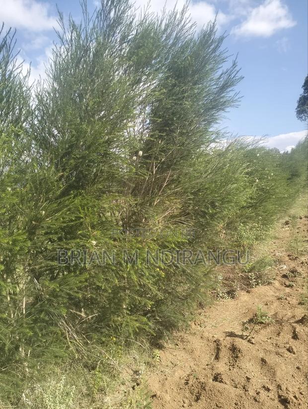 50 by 100 Prime Plot for Sale at Leshau - thumbnail 9