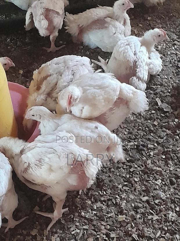 Broilers Chicken - main view