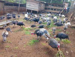 Turkey Birds - thumbnail 2