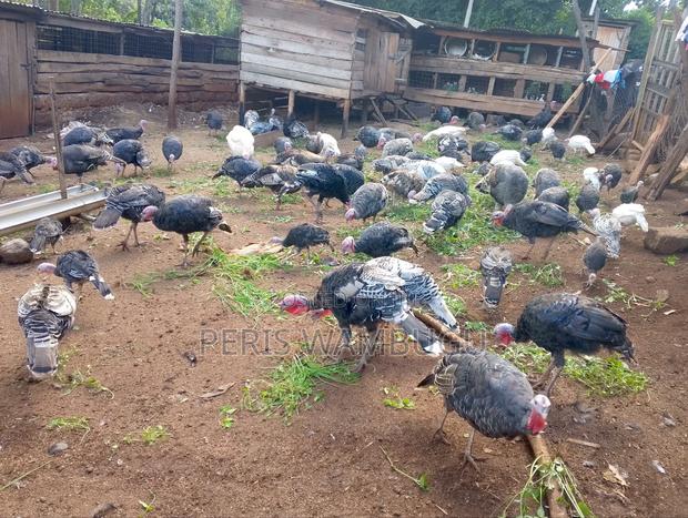 Turkey Birds - main view