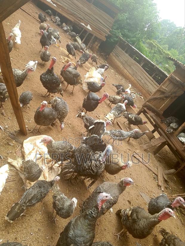 Turkey Birds - thumbnail 3