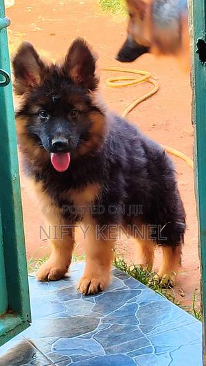 3-6 months Female Purebred German Shepherd - thumbnail 2