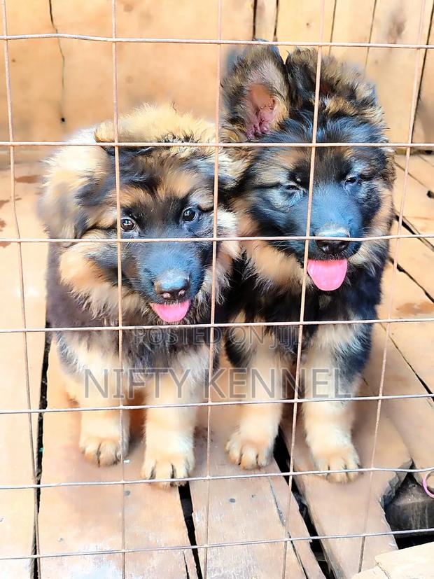 3-6 months Female Purebred German Shepherd - thumbnail 3