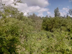 2 Acres Farm , Tungutu