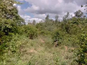 2 Acres Farm , Tungutu