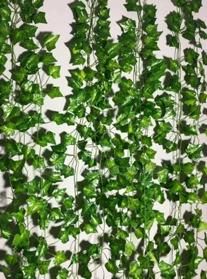Wall Beautiful Money Plants 12pcs